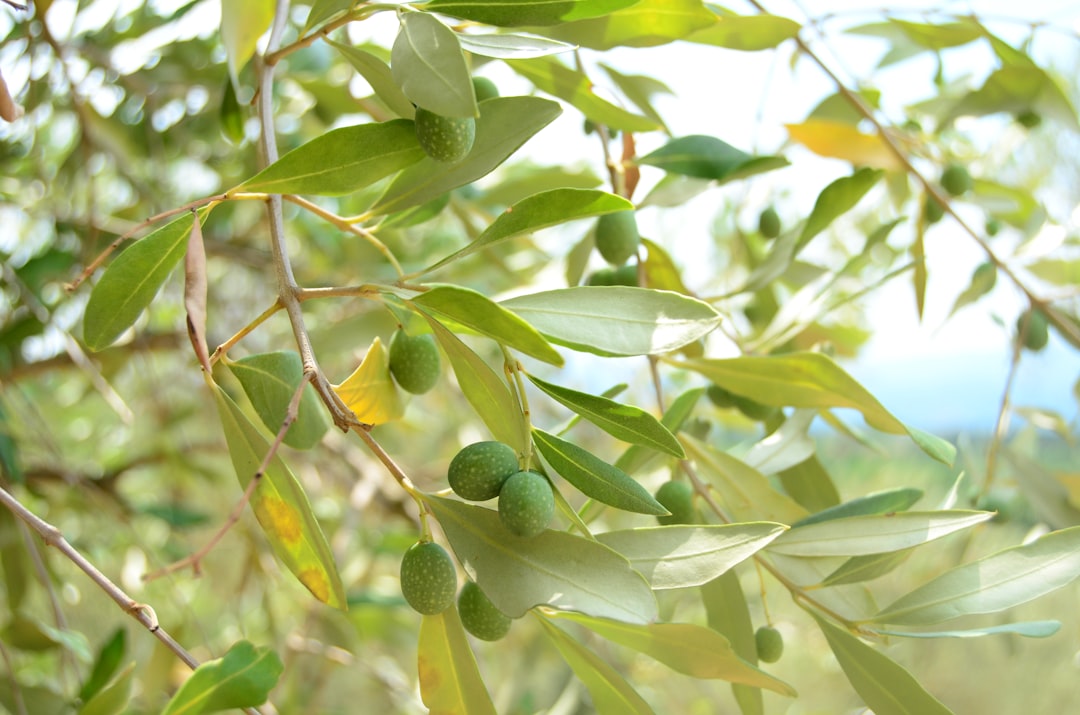Waarom olijven een waardevolle toevoeging zijn voor je voeding