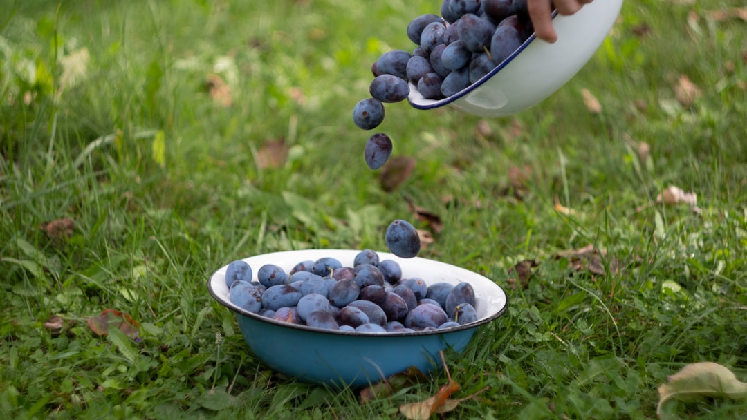 Druiven: een frisse snack vol goede stoffen
